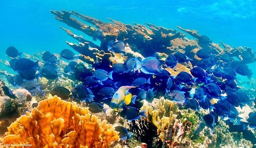 CORAL