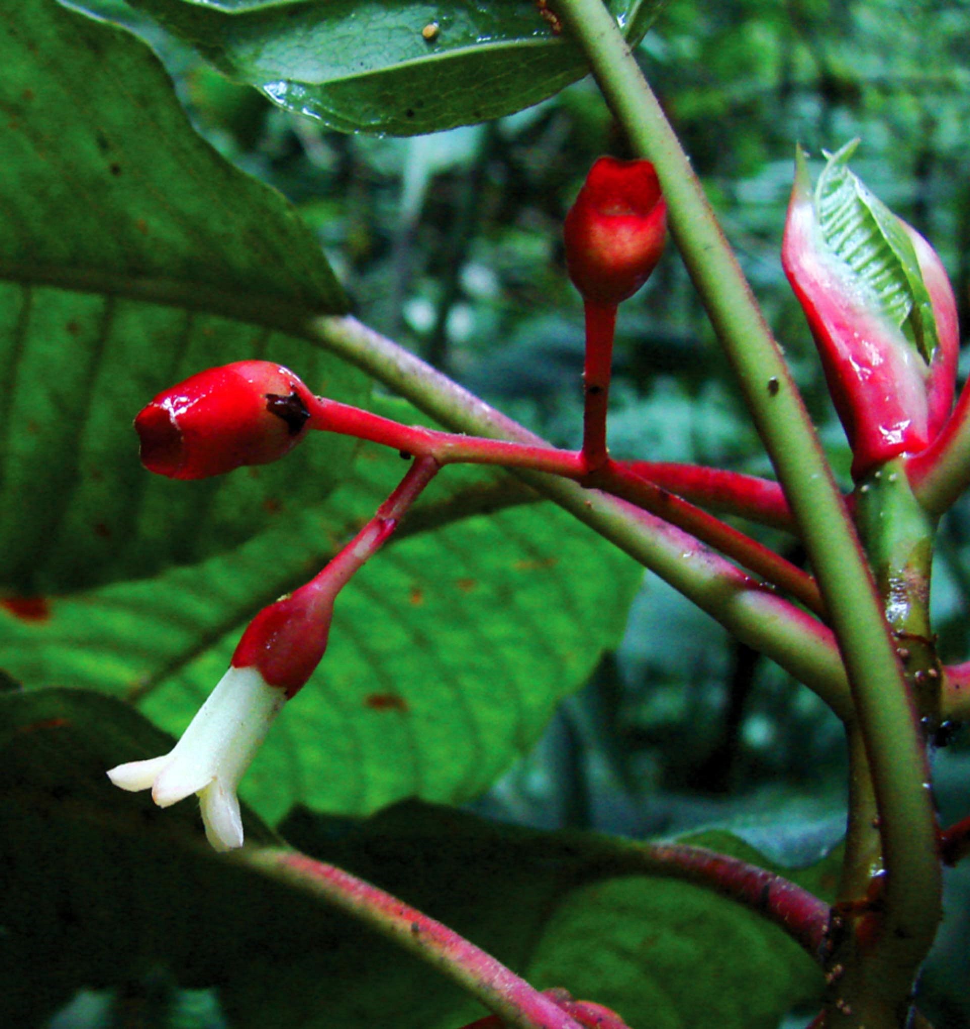Sommera-cusucoana