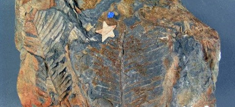 Se descubre en Honduras Flora Fósil de la era de los dinosaurios