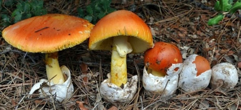 Un europeo que crece silvestre en Intibucá y tiene su propio festival