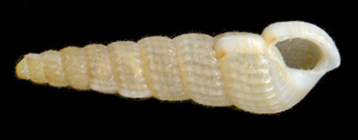 tornillos