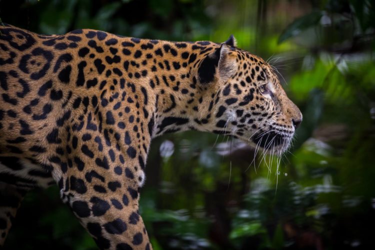 Jaguar - Foto de The Explorers