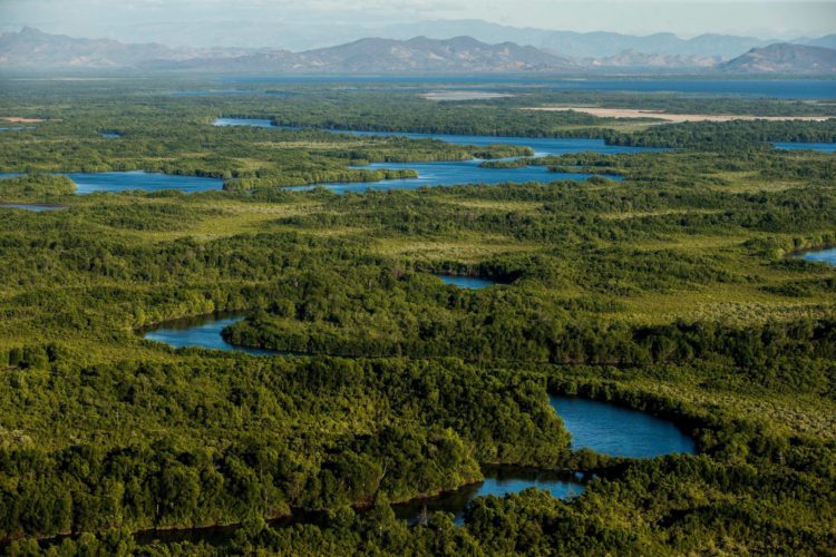 Bosques de mangle en el golfo