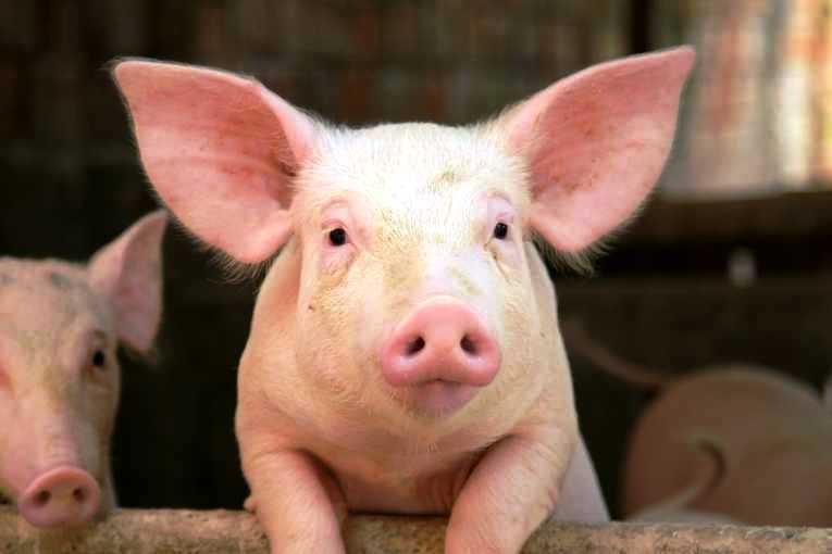 El chancho