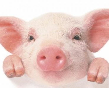 chancho-portada
