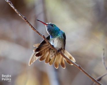 Colibrí Esmeralda Hondureño - Foto de Beaks & Peaks