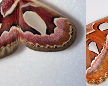 cabeza de serpiente