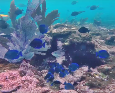 Miles de peces de colores, signo de salud de los arrecifes de Sal Medina