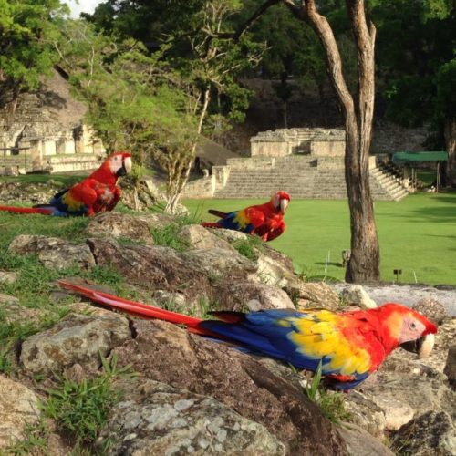 Quinta liberación de guaras rojas en Copán