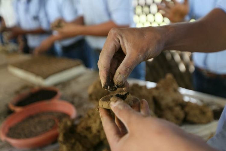 Pellets o Bombas de Semillas se preparan en Siguatepeque