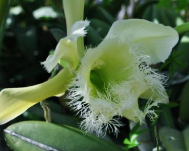 Rhyncholaelia digbyana, Flor Nacional de Honduras- Foto de Ricardo D. Meraz