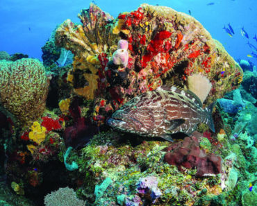 Los arrecifes son solo una parte de las Áreas Marinas y Costeras Protegidas