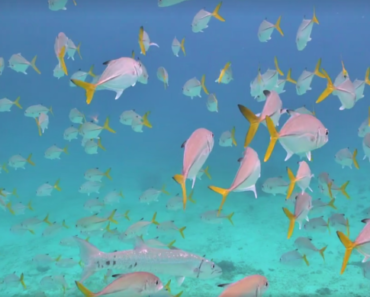 Desde Honduras, tecnología inicia la solución de la pesca artesanal en el mundo