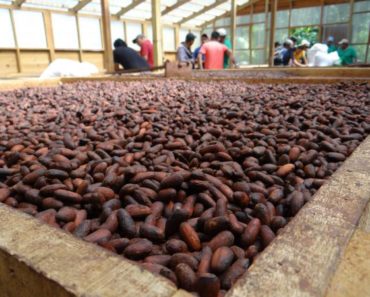 El cacao hondureño de los de mayor calidad en el mundo - Foto SAG